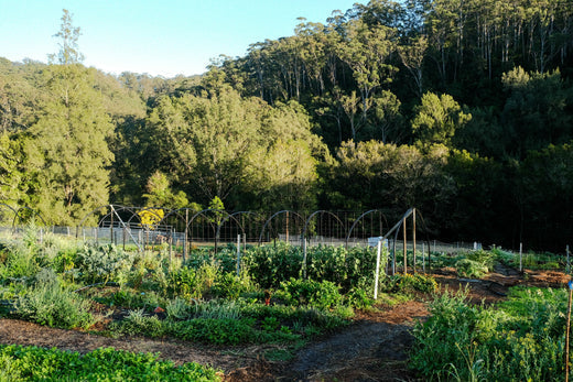 Growing - Regenerative Stewardship Opportunity